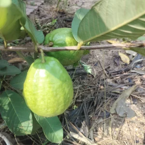 chichlasuongのKtの 3枚の写真