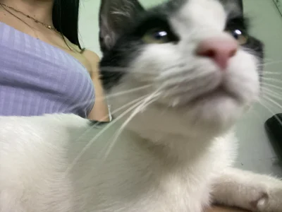 sophie_cute66 kullanıcısının My honey cat 💕 albümü -  3 fotoğraf