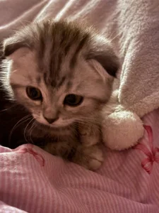 gRey junior 🐱 de ReiYosimoto Foto
