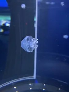 netaroo Public Pic