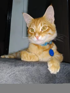 sweetdubros2 Simba🥹😻  2টি ছবি