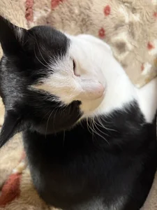 えりなのぬっこさん達🐱 od erina_oo  5 snímek