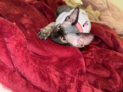 sofi_sc My Sphynx Cat! Elias Poză 3