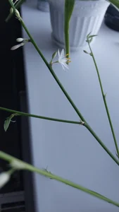 RocKStone_ babe plants 圖片