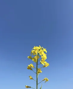 jinxiyao01Public图片 2