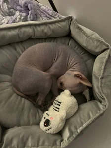 Miamistmy paintings图片 2