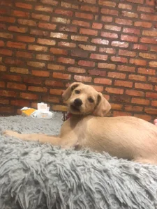 charlotbelucci_ My baby 🐶 Foto 5