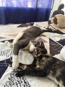 HazzelGray My roomies 🥰 Pic 5