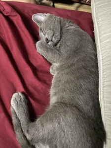 Romeoandjulietta Monkye and luna 🐈‍⬛🐶 Pic 8