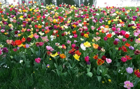 Audrey_Aura colors of nature Foto 3