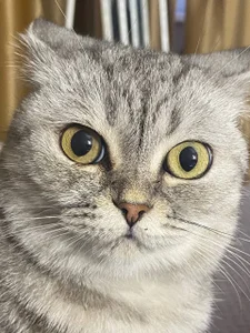 ShaiyaMinn3 Bun Foto 5