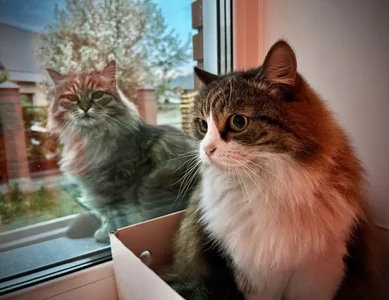 Wendy-Darling My sweetest pets Immagine  5