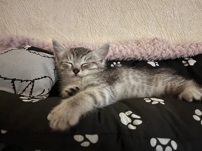 EvaThopson my cat Whiskey Pic 2