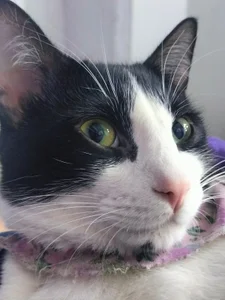 Susa1userma_ Meet my pets Oliver and Dulce🥰 Hình 4