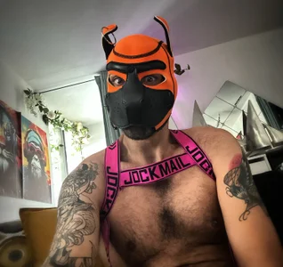 danix_wild_wolf urca Poză 9