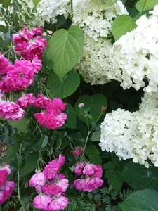 GypsyEsmeralda kullanıcısının Love albümü -  4 fotoğraf