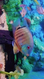 haiden-hot19cm Animales Εικόνα 4