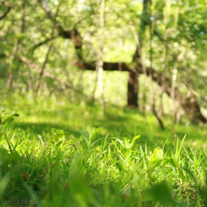 yulladao nymphe des marais Pic 6