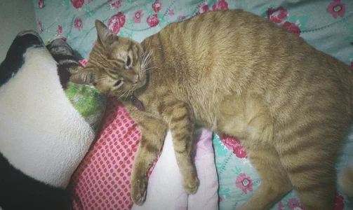 MIS MASCOTAS/MY PETS de Sweet_sully__ Foto 2