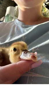 MaryMurray 🐣🤍 Immagine 