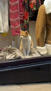 NadiraNoor Istanbul, Turkey Foto 9