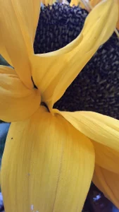 _Angel_witch 🪷🌸🌻 Photo 3