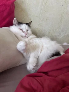 JadeEva's My lovely Cats - Bonya and Murzik Sex Photo 4