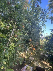 SinfulStar Relaxing under the Turkish sun… a moment of pure bliss and elegance. 💋🌞 зображення 2