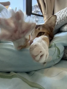 HKBOY0001 Cat Hình 2