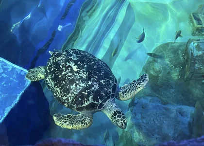 Public de MAIMAI-club  Imagens