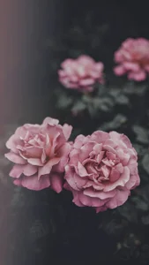 Miner09 💐 💐 Pic