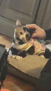 SeasonedBarony Dog Immagine 