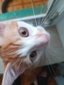 RosieMoons my cat Immagine  5