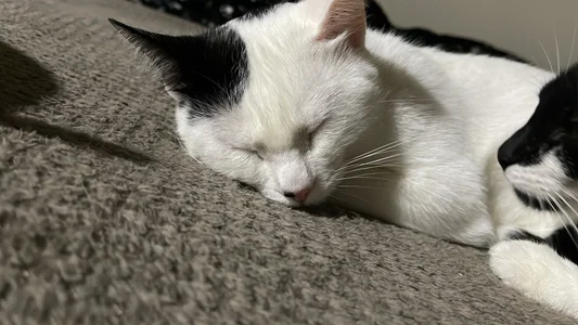 JoselinFlower_ my pets (✿◡‿◡) Immagine  5