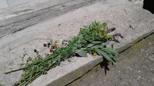 ExquisiteMature Mystic herbs Hình 6