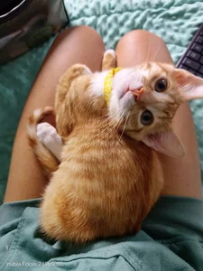 Simba y Aslan 😻 de sweetdubros2 Foto 6