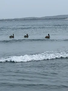 africa_xxxbeach days图片 3