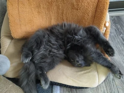 babyyullii my pets, I love my cats Pic 3