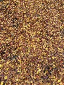 _Shuka_のLOVE❤️の 2枚の写真