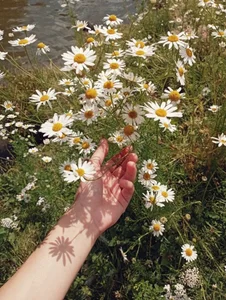 Public de Juuice  3 Imagens