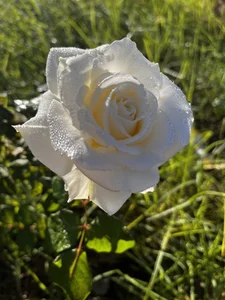 Public de Ronald_coman27 Foto 4