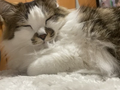 Rena__ Public 사진 5