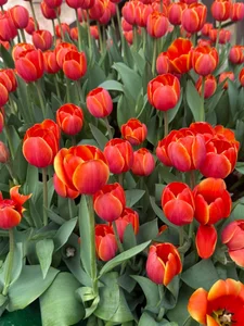 Candy_Sweetie_ Beautiful flowers Hình 5