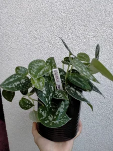 Plants from my lovers <3 wanna buy me plant? Check my tip menu:) de SluttyBanana Foto 6