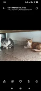 LuciaLaurent my beloved pets Immagine  9