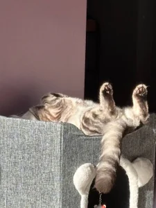 gRey junior 🐱 de ReiYosimoto Foto 7