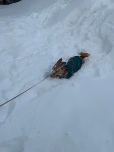 MercBoone my pets :3 Pic 2