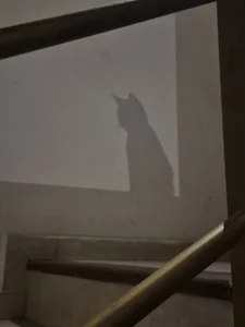 Sarah-Stoner Smokey😻😻😻 Hình 8