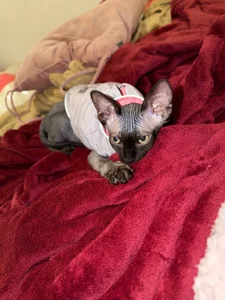 sofi_sc My Sphynx Cat! Elias Poză 5