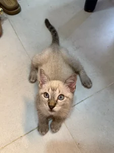 Barbiebrunette_ Mi🐈 зображення 2